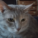 Luna’s cat group