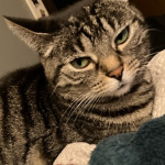 ʶ