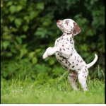 DALMATIANS SQUAD!!!!