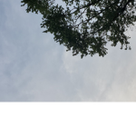Into the sky