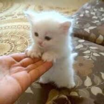 sootcest