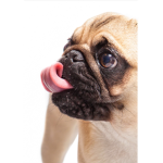 Pug friends of all