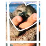 Slothsss Gangs