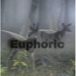 ⋆·Euphoric⋆·