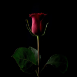 Rose’s Café