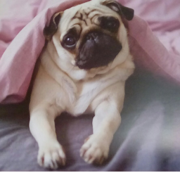 Official Pug Squad hangout