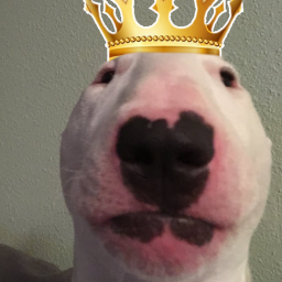 Walter The Dog Worship Church