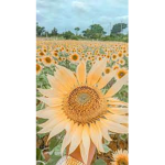 Thesunflowerclub