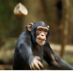 The Ape Cavern!
