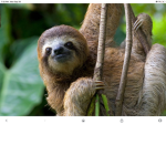 Family of Sloth