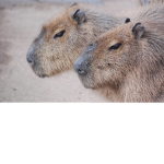 Capybara Friends