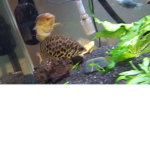 Fishkeepers