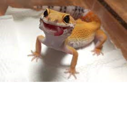 lizard nation hangout