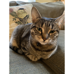 Cats and dogs pets. And more