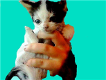 Kitty Luv!