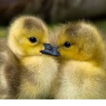 gentle ducklings