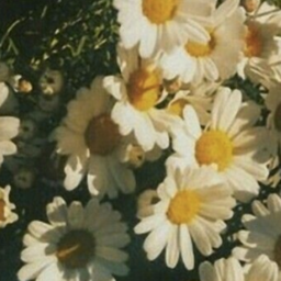 🌼