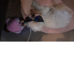 Dogs :]