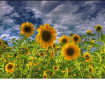 Sunflowers c: