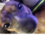 The cute doggie is doggie Group
