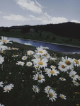 ~Daisy's Garden~