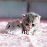 ʚ.magnifique.ɞ