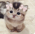 Pups and dogs and cats