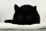 さーもんのお部