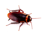 Suck that huge cockroach