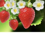 Strawberry forever!!