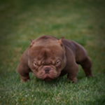 EVIL BULLDOG CLUB
