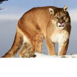 I love cats JOIN!