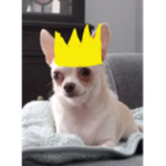 Chihuahua's Games