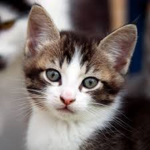 Kitty CatYT Fan Group!