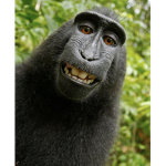 Monkeys and monkey