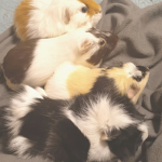 Guinea pig Group! Any one can join!