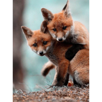 Team of the fox