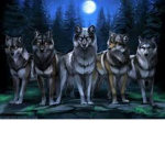 wolf pack we love the wolves