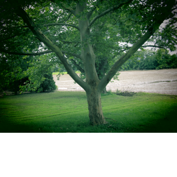 Make A Family in the Town