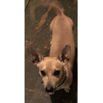 The dogs are better than cats group