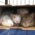 the royal family of box rats