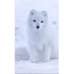 Arctic Fox's!