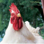 Chicken Rules
