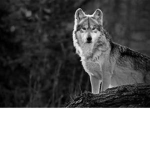 Lone Wolf Productions