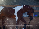 Oak view equine