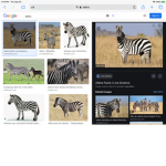 Zebra squad for zebra
