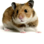 Imafancyhampster