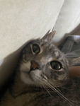 Xㅈ
