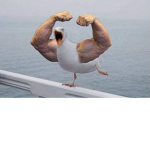i am a seagull
