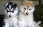 the biggest dog lkovers in the world